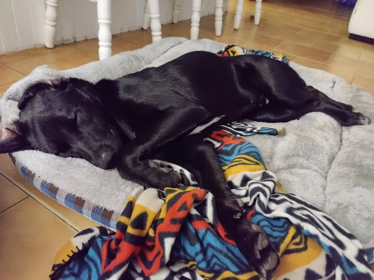 Bo napping