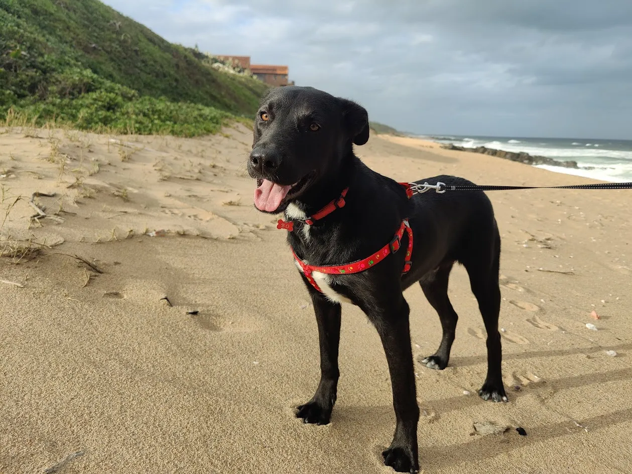 Bo at the beach