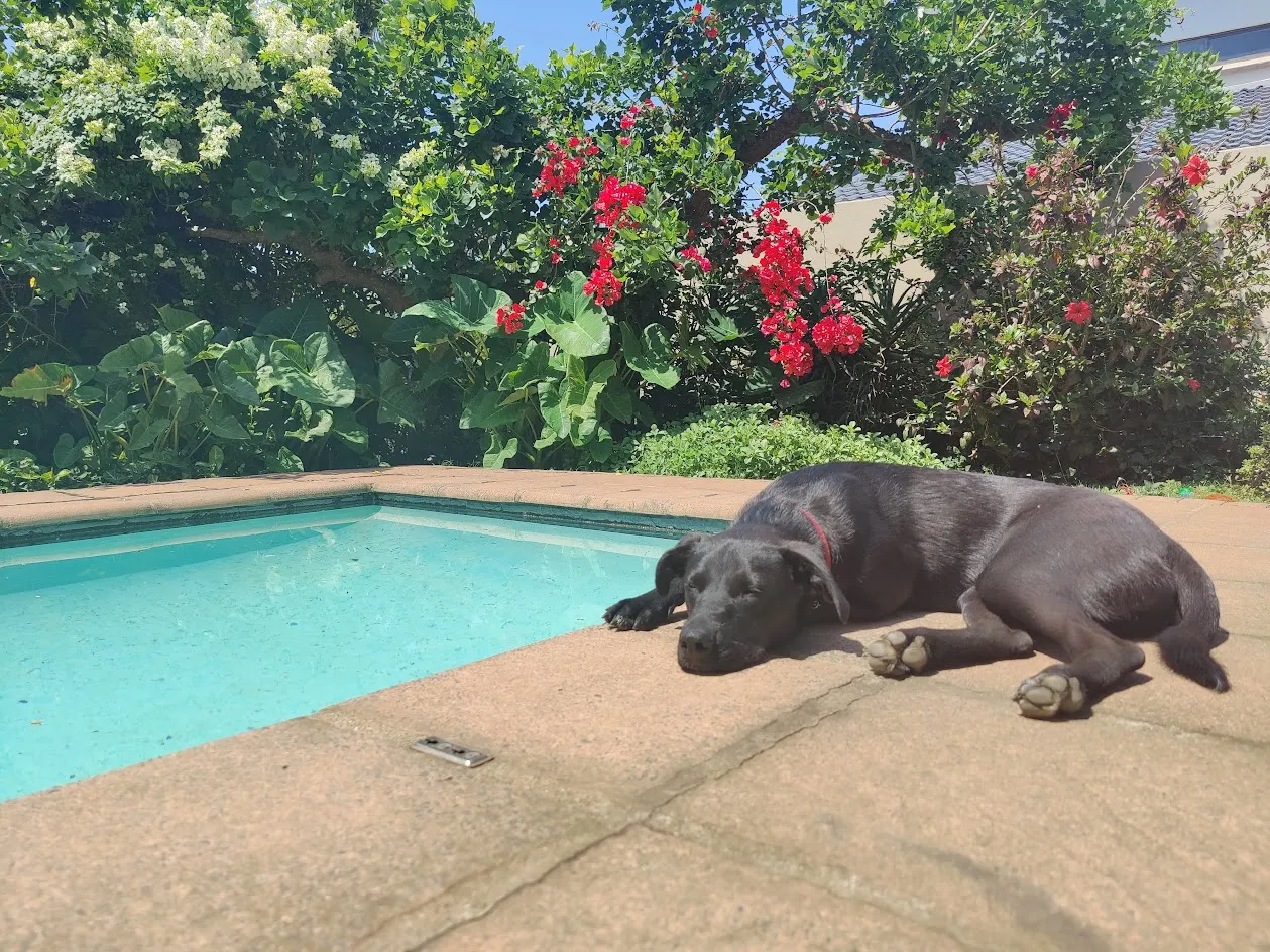 Bo at the pool