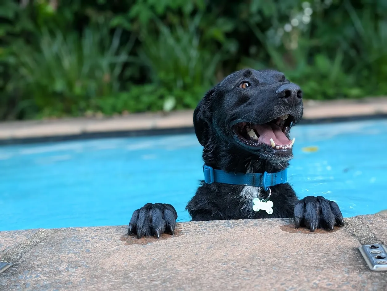 Bo at the pool